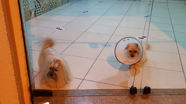 Foto 1 Clínica Veterinária Naya