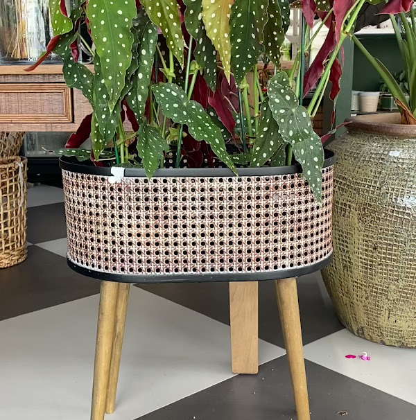 Foto 4 Kirosa Floricultura