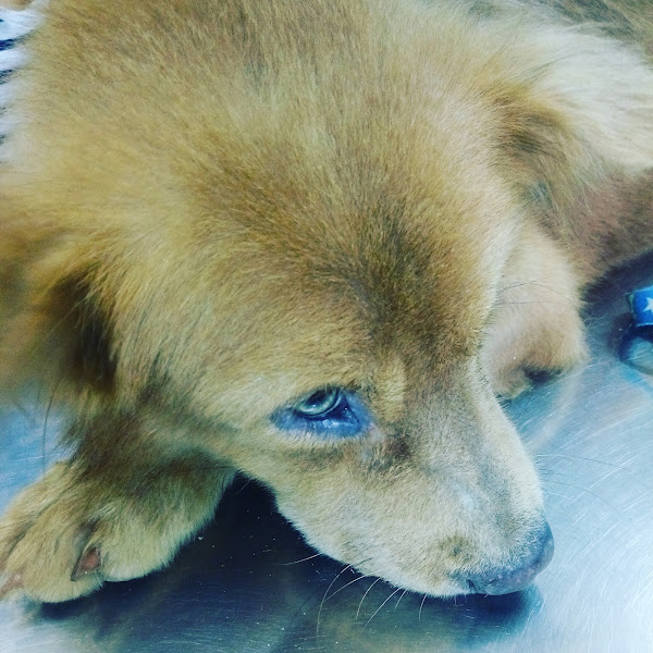 Clínica Veterinária Nilópolis