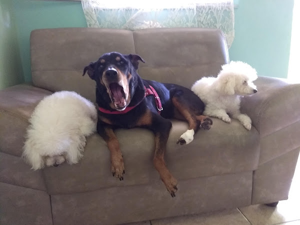 Foto 1 Clínica Veterinária Nilópolis