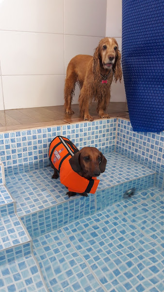 Foto 2 Seikou Vet - Centro de Reabilitação Veterinária - Acupuntura e Fisioterapia Animal