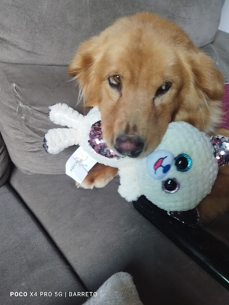 Foto 1 SOS Veterinária