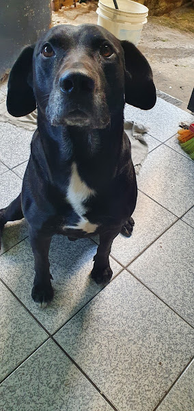 Foto 2 SOS Veterinária