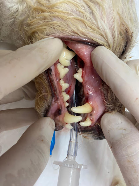 Meau & Cia Veterinária Meau & Cia Veterinária