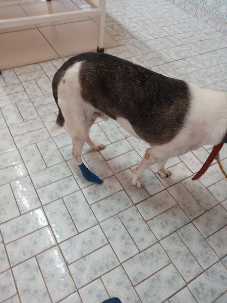 Foto 1 Quatro Patas Clínica Veterinária