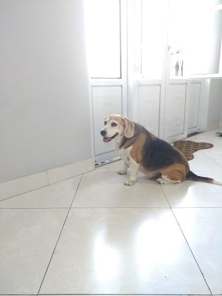 Foto 1 Amor e Patas Clinica Veterinaria Foto 1 Amor e Patas Clinica Veterinaria