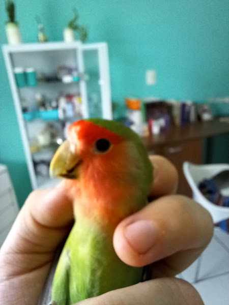 Foto 2 Clínica Veterinária Rodrigo Alves Foto 2 Clínica Veterinária Rodrigo Alves