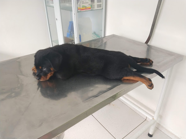 Clínica Veterinária Vicente Moreno