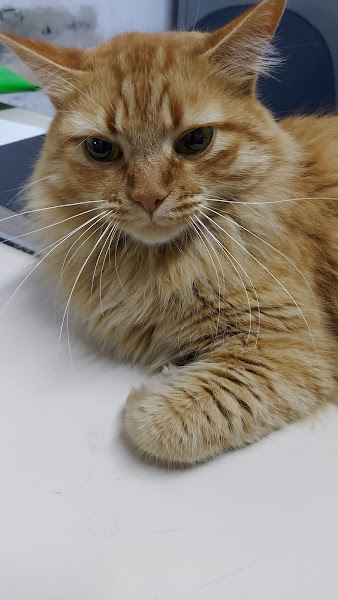 Foto 2 Clinica Veterinária 24h - Estação Pet - Dra. Nayane Pereira