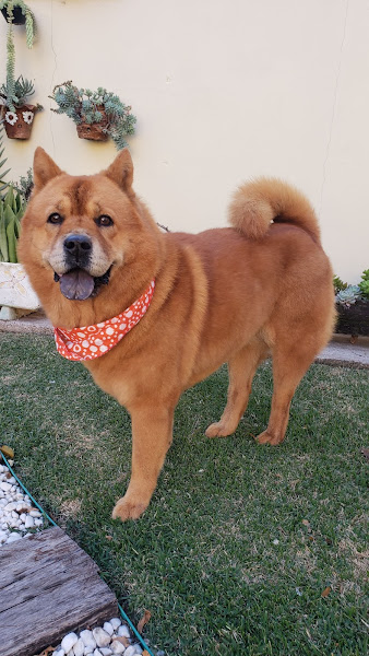 Foto 1 Casa de Racao Dogmania