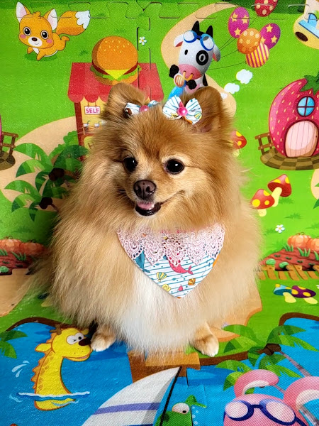 Foto 2 Casa de Racao Dogmania