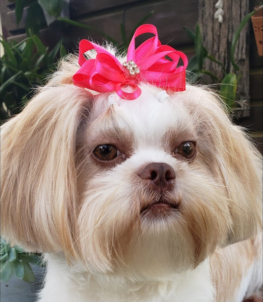 Foto 4 Casa de Racao Dogmania