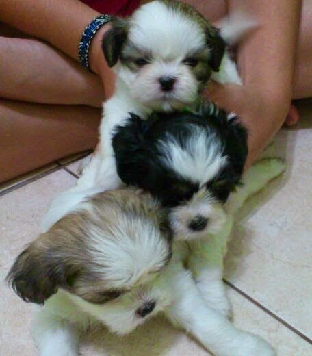 Foto 2 Tanakão Pet Shop (Vila Santana) Foto 2 Tanakão Pet Shop (Vila Santana)