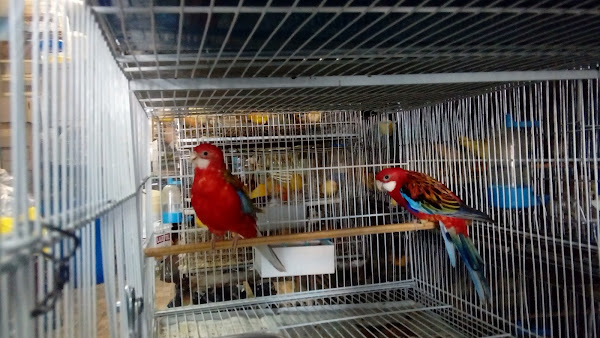 Foto 2 Avicultura do Gordo