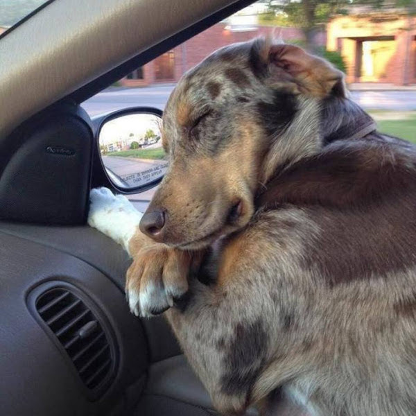 Foto 1 Vitalvete Clínica Veterinária