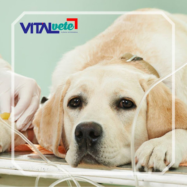 Foto 3 Vitalvete Clínica Veterinária