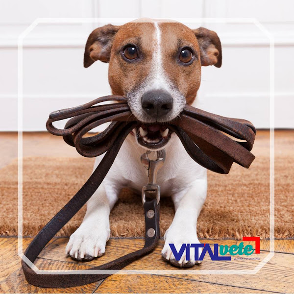 Foto 4 Vitalvete Clínica Veterinária