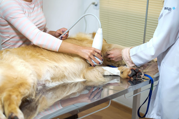 Foto 4 Dra. K Clínica Veterinária