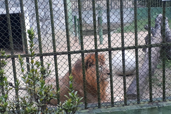 Zoológico da Cidade
