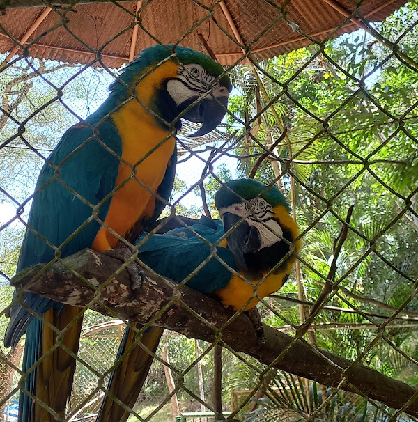 Foto 1 Zoológico da Cidade