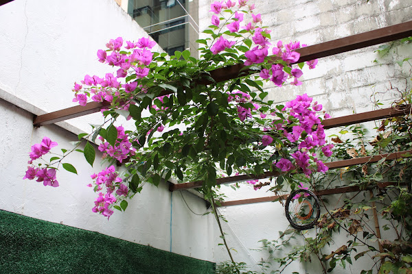 Foto 2 Gioconda Helenika Pizzaria Grega, A Primeira E Única Do Brasil