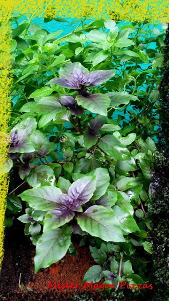 Foto 2 Mister Magoo Pizzas