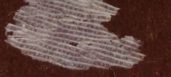 Foto 1 Pare Pizzaria e Esfiharia Cumbica