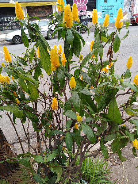 Foto 3 Pizzaria & Esfiharia Mais Sabor