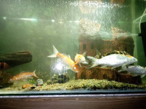 Foto 3 Pizzaria Piratas do Picui