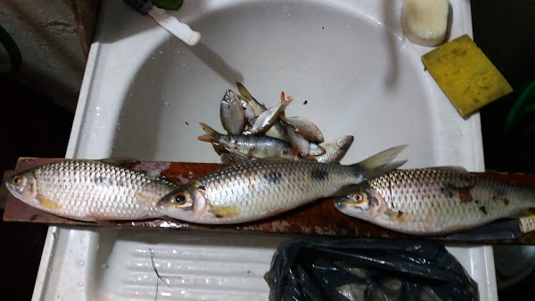 Foto 1 Pizzaria e Lanchonete Beltrame