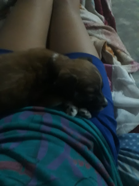 Foto 2 Skinne Pizza Delivery Foto 2 Skinne Pizza Delivery