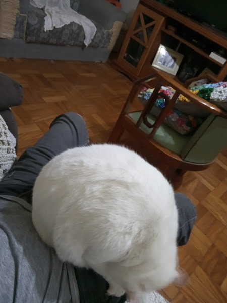 Foto 1 Presto Pizza Napoletana