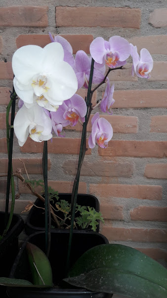 Foto 1 Pizzaria Nova Colonial II