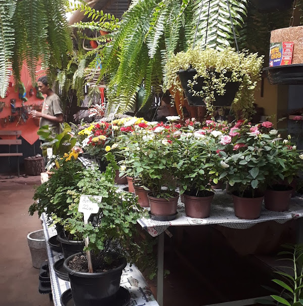 Foto 1 Viveiro De Plantas E Floricultura DF-20