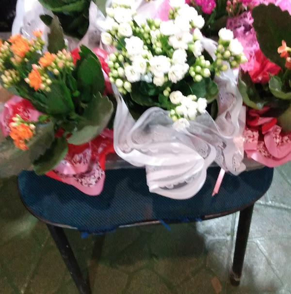 Foto 3 Viveiro De Plantas E Floricultura DF-20