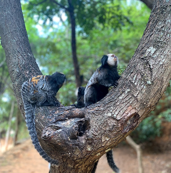 Foto 1 Parque Samambaia