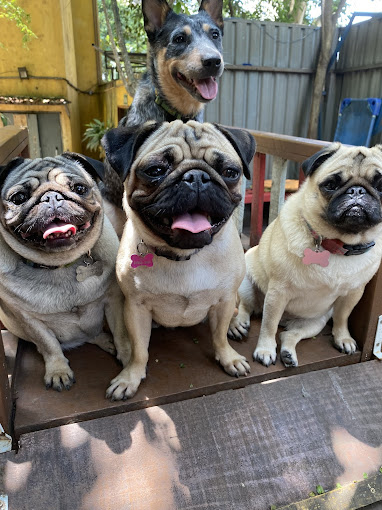 Amatilha - Centro Especializado em Comportamento Canino Amatilha - Centro Especializado em Comportamento Canino