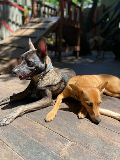 Foto 1 Amatilha - Centro Especializado em Comportamento Canino