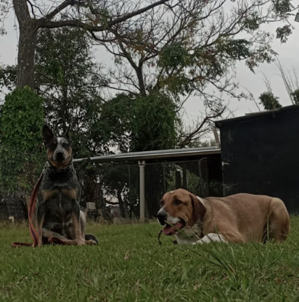 Foto 1 Adestramento e comportamento, cursos de formação de adestradores. Artur Pinheiro