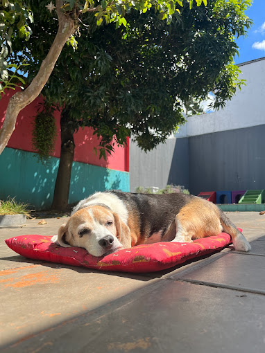 DOG NEEDZ - CENTRO DE CONVIVÊNCIA PARA CÃES DOG NEEDZ - CENTRO DE CONVIVÊNCIA PARA CÃES