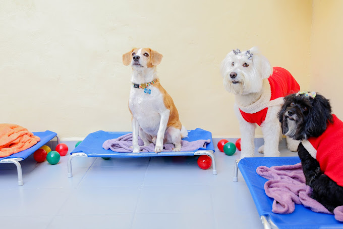 Foto 1 Dexter Pet Play, Hotel & Care