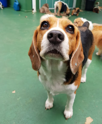 Dog Palace: Creche e Hotel para Cães, Banho e Tosa e Adestramento na Aclimação Dog Palace: Creche e Hotel para Cães, Banho e Tosa e Adestramento na Aclimação