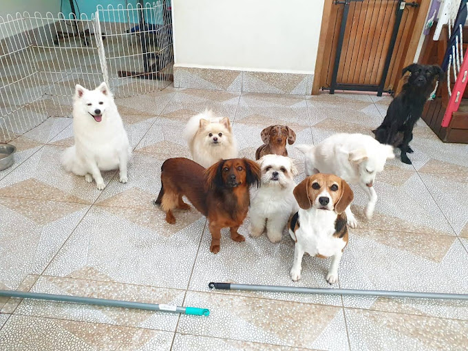Foto 1 Dog Palace: Creche e Hotel para Cães, Banho e Tosa e Adestramento na Aclimação