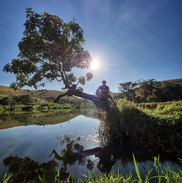 Foto 1 Árvore caída