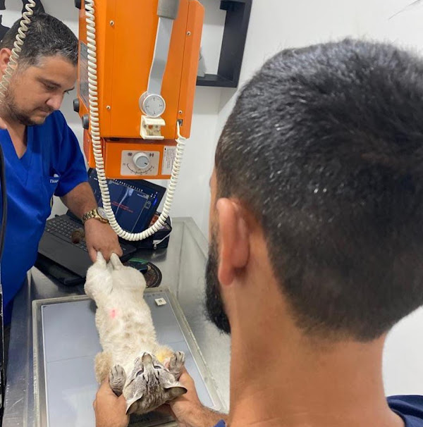 É o Bicho - São Pedro da Aldeia