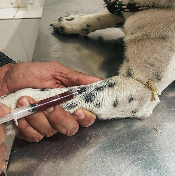 Foto 1 É o Bicho - São Pedro da Aldeia