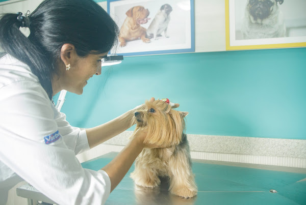 Foto 1 Veterinária São Francisco Muriaé