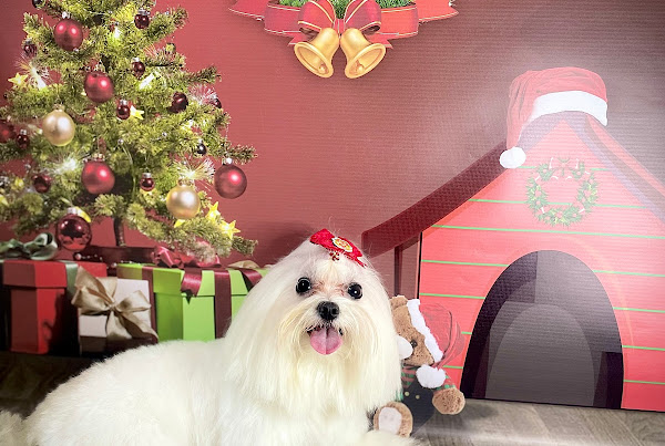 Foto 1 Banho e tosa da Paty