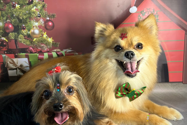 Foto 2 Banho e tosa da Paty