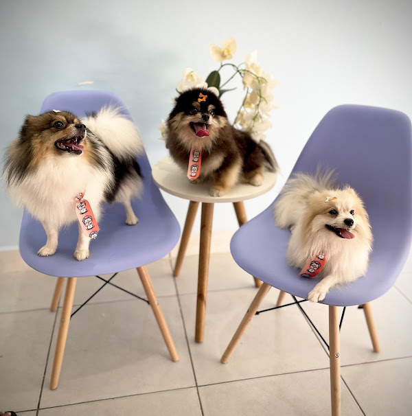 Foto 3 Banho e tosa da Paty Foto 3 Banho e tosa da Paty